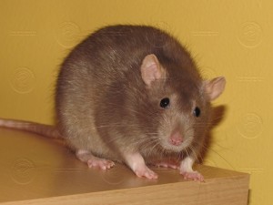 american_mink_color_adult2