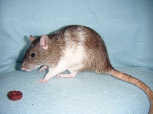chocolate_agouti_acolor_adult