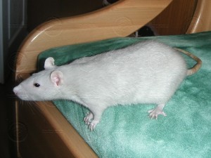 platinum_color_adult
