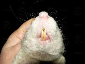 Přerůstající zuby Autor fota: Lenka Grossman