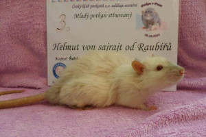 Helmut von sajrajt od Raubířů