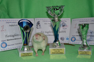 Fantaghiro od Raubířů