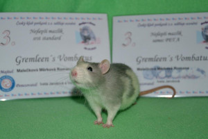 Gremleen´s Vombatus